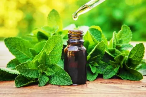 Khasiat Manfaat Daun Mint untuk Kesehatan